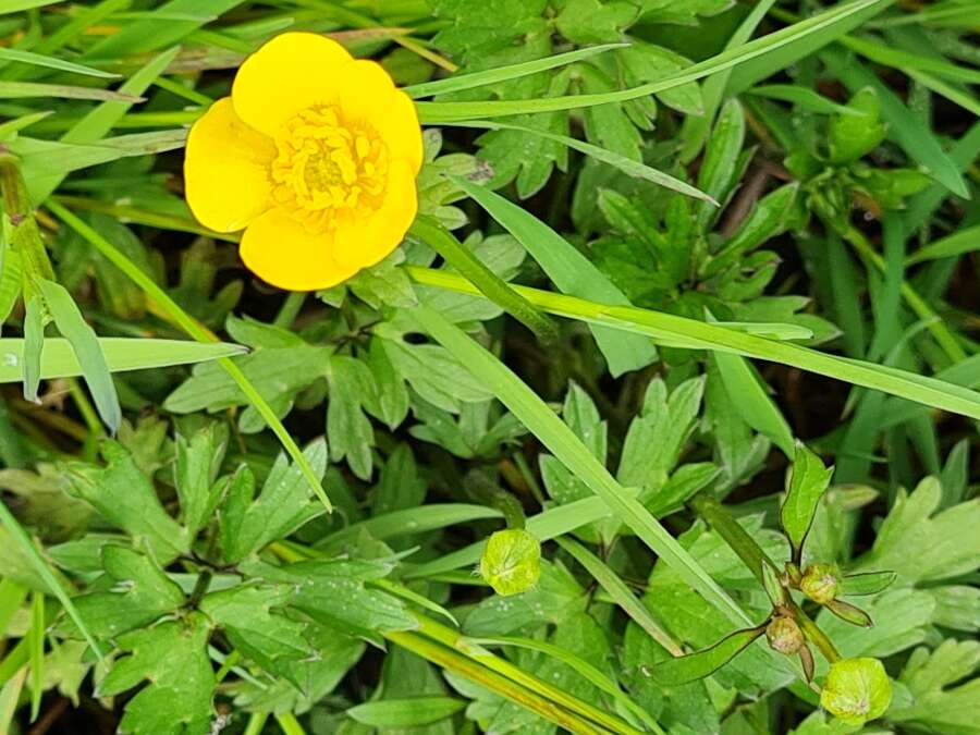 Butterblume oder Kriechender Hahnenfu: Pflanze der Woche in Friesland