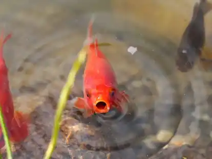 Goldfische werden oft als Haustiere im Teich gehalten.