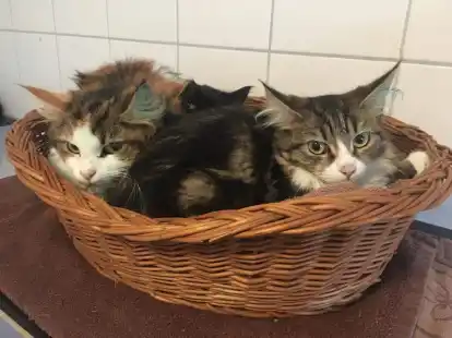 Katzen im Tierheim Oldenburg. Um eine unkontrollierte Vermehrung zu verhindern, sollen Freig&auml;nger-Katzen kastriert werden.