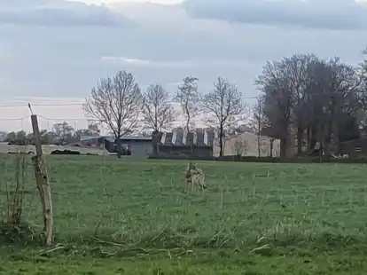 Ein Wolf lief am Mittwoch auf Wiesen in Wiesedermeer umher. Auch bellende Herdenschutzhunde erschreckten das Raubtier nicht &ndash; ganz im Gegenteil.