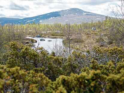 Zelt-Trekking In Der Femundsmarka