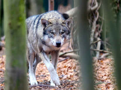 Wolf in Friedeburg Sichtung an Grundschule Wiesede VfB Oldenburg und