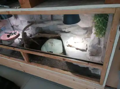 Entspricht nicht den Hygieneforderungen und wird ausrangiert: ein aus Holz gefertigtes Terrarium.