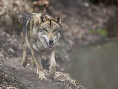 In freier Wildbahn nimmt die Zahl der W&ouml;lfe deutschlandweit kontinuierlich zu. Seine Anwesenheit polarisiert. Im Kreis Leer gab es jetzt erneut Nutztierrisse.
