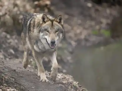 In freier Wildbahn nimmt die Zahl der W&ouml;lfe deutschlandweit kontinuierlich zu. Seine Anwesenheit polarisiert. Im Kreis Leer gab es jetzt erneut Nutztierrisse.