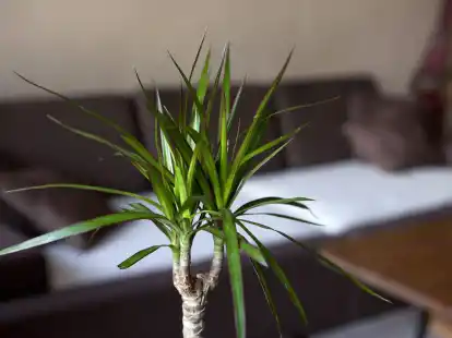 Keine Scheu, der Drachenbaum vertr&auml;gt einen R&uuml;ckschnitt.