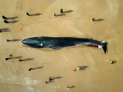 Menschen stehen am Kadaver eines 17 Meter langen Finnwals (Balaenoptera physalus), der am Strand in East Yorkshire liegt.