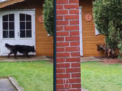 Mögliche WolfsSichtung in Bösel Wenn fremde Hunde im Garten buddeln
