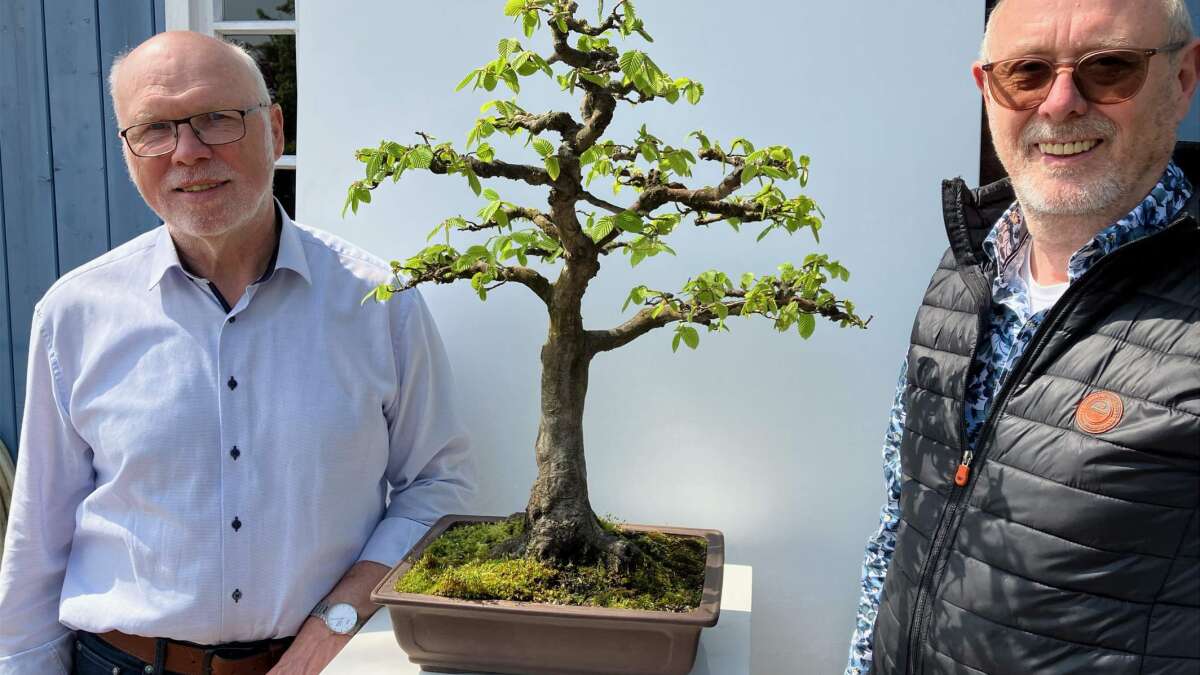 Bonsai-Ausstellung im Schlossgarten Oldenburg