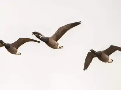 Ringelg&auml;nse fliegen &uuml;ber die Hallig Hooge. Nicht alle Zugv&ouml;gel weichen Offshore-Windanlagen aus (Symbolfoto).