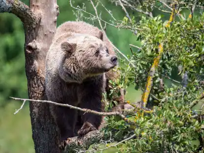 Ein Braunb&auml;r im Gehege im Wildpark Poing. (Symbolbild)