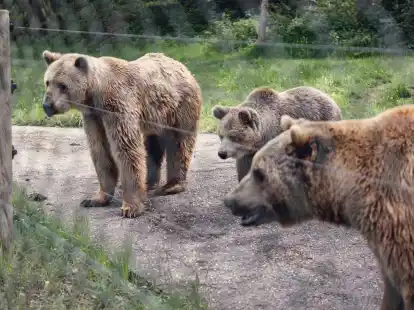 B&auml;ren im eingez&auml;unten Gnadenhof in Bad F&uuml;ssing.