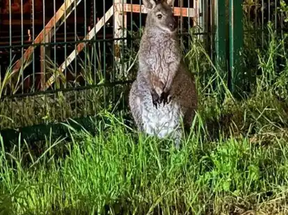 &laquo;Horst&raquo; wird zu Hause sehns&uuml;chtig erwartet.