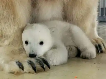 Das Eisb&auml;renbaby sucht die N&auml;he seiner Mutter Victoria.