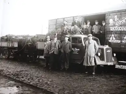 Export von Westerstede nach New York: Anfang der 1950er Jahre wurde die Ware der Baumschule Oltmanns auf dem Westersteder Bahnhof verladen.