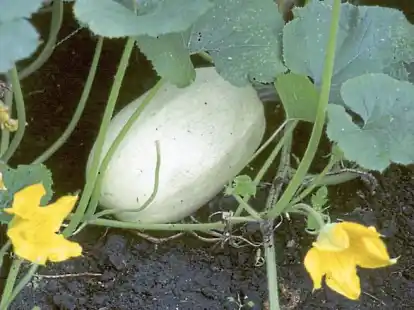 An den Ranken jeder Pflanze bilden sich mehrere rugbyballgro&szlig;e Spaghettik&uuml;rbisse, deren faseriges Fruchtfleisch eine Delikatesse ist.