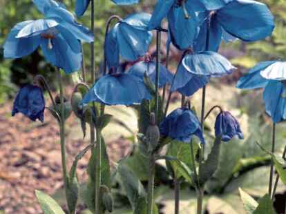 Mit seinen großen blauen Schalenblüten auf hohen Stängeln gehört der Scheinmohn zu den begehrten Liebhaberpflanzen.