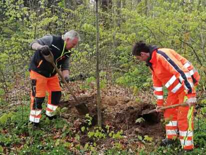 Klaus Franzen (links) und Dennis Nagel vom Bauhof pflanzen im &bdquo;Heiligtum&ldquo; eine neue Linde.