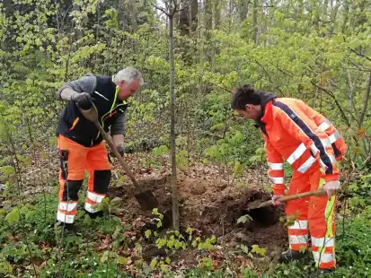 Die Bauhofmitarbeiter Klaus Franzen und Dennis Nagel vervollst&auml;ndigen das Heiligtum Schortens mit einer zw&ouml;lften Linde.
