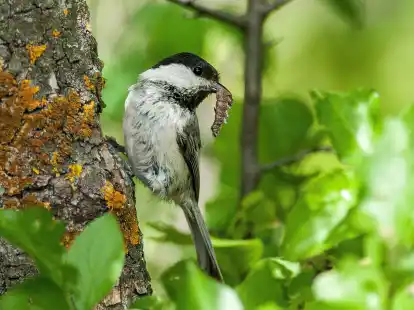 Eine Weidenmeise (Poecile montanus). Der R&uuml;ckgang der Vogelbest&auml;nde ist laut der Studie nicht gleichm&auml;&szlig;ig verteilt. V&ouml;gel, die Ackerland als Lebensraum bevorzugen, sind mit einer Reduzierung um fast 57 Prozent besonders betroffen.