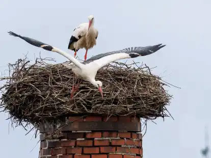 Ein Storch startet aus seinem Horst: &laquo;Wenn ein gro&szlig;er Populationsdruck da ist, k&ouml;nnen an g&uuml;nstigen Standorten Kolonien entstehen.&raquo;