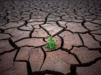 Eine Pflanze w&auml;chst nach einer Periode der D&uuml;rre auf rissiger Erde im ausged&ouml;rrten Nordosten Spaniens.