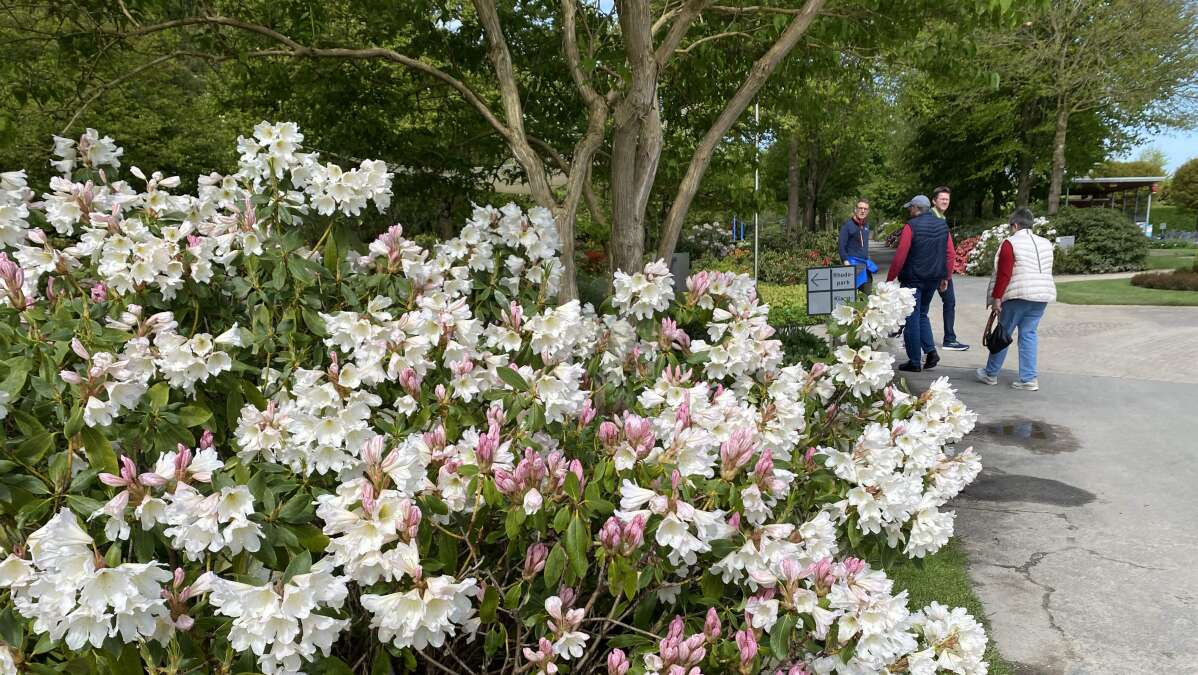 Park der Gärten in Bad Zwischenahn Berauschende Blütezeit für
