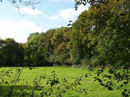Die Wallhecke im Backemoor im Landkreis Leer dient vielen Arten als Lebensraum.