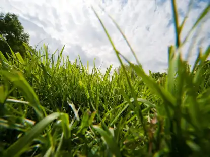 Ist er saftig gr&uuml;n und dicht gewachsen, ist der Rasen der ganze Stolz des Hobbyg&auml;rtners.