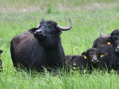 Wasserb&uuml;ffel eines &Ouml;kohofs in Deutschland. 18 Wasserb&uuml;ffel haben Garten und Pool eines Paares in Gro&szlig;britannien verw&uuml;stet.