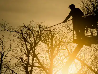 Muss ein Baum gef&auml;llt werden? Der Landkreis bietet eine Beratung an (Symbolbild).