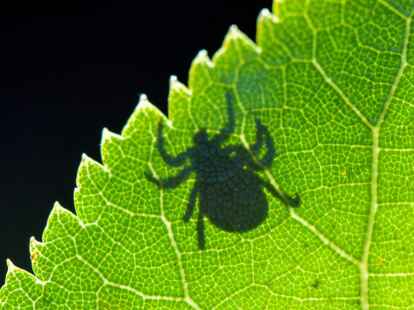 Zecken k&ouml;nnen Krankheiten &uuml;bertragen. Eine schnelle Diagnose ist wichtig f&uuml;r eine erfolgreiche Behandlung.
