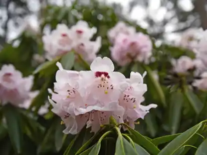 Das Caf&eacute; Hobbie im Rhododendron-Park Westerstede ist eines der Ziele des VdK Ganderkesee in den kommenden Wochen. (Symbolbild)