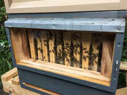 Ein Einblick in einen Bienenstock.