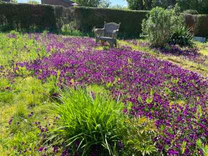 Ein Teppich aus Hornveilchen: Hier im Lehnstuhl sitzend kann die violette Pracht, die Bienen anzieht, genie&szlig;en.