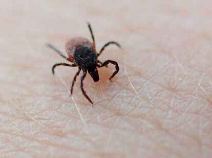 Schon im Fr&uuml;hjahr sind Zecken unterwegs und k&ouml;nnen Krankheiten wie Borreliose und FSME &uuml;bertragen.