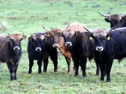 Eine Herde von Heckrindern steht auf einer Weide.