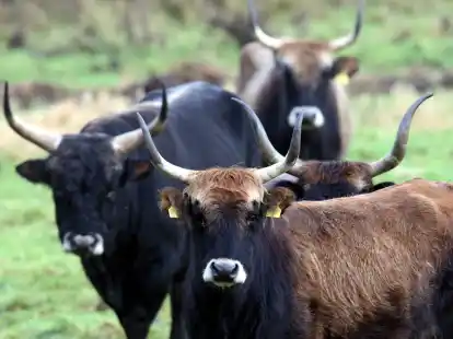 Eine Herde von Heckrindern steht auf einer Weide.