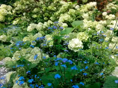 Eine große Blütenpracht erwartet die Besucher in den offenen Gärten in Bockhorn und Friedeburg.