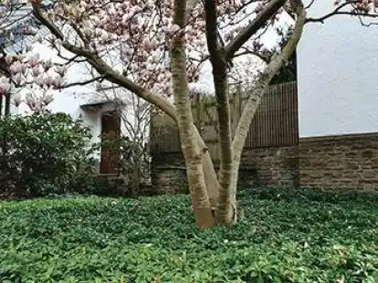 Pflegeleicht: Bodendecker unter der Magnolie