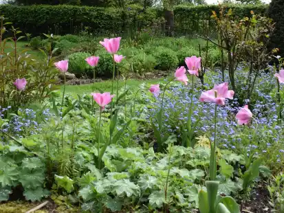 Immer etwas Bl&uuml;hendes: Das freut auch die Insekten im Garten.
