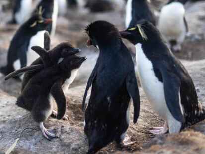 Vögel: Pinguine - Voegel - Natur - Planet Wissen