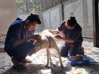 Hunde werden nach der Sterilisation im Zentrum f&uuml;r Geburtenkontrolle und Sterilisation postoperativ versorgt.