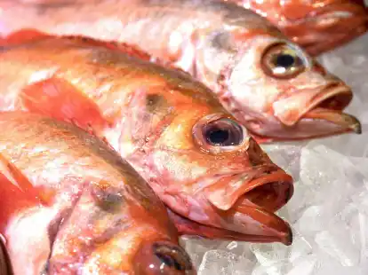 Damit Rotbarsch als empfehlenswert gilt und aus nachhaltigem Fischfang kommt, muss man genau auf das Fanggebiet und die Fangmethode achten.