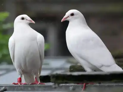 F&uuml;r viele geh&ouml;ren wei&szlig;e Tauben zu einer Hochzeit dazu.