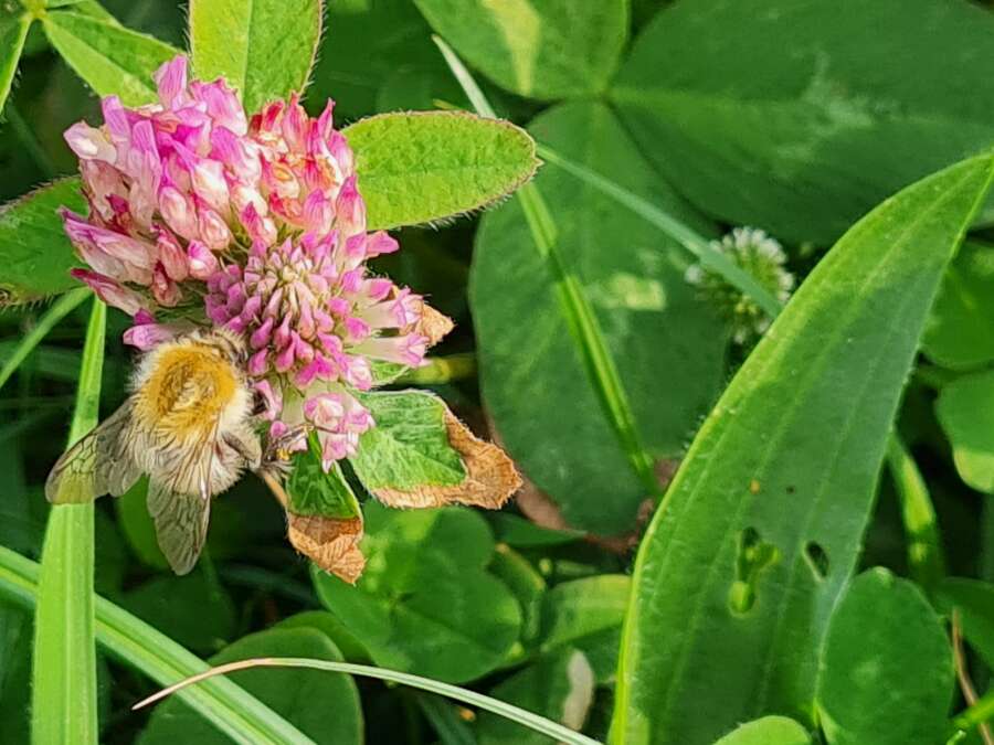 naturkieker-serie-guck-mal-was-da-bl-ht-rotklee