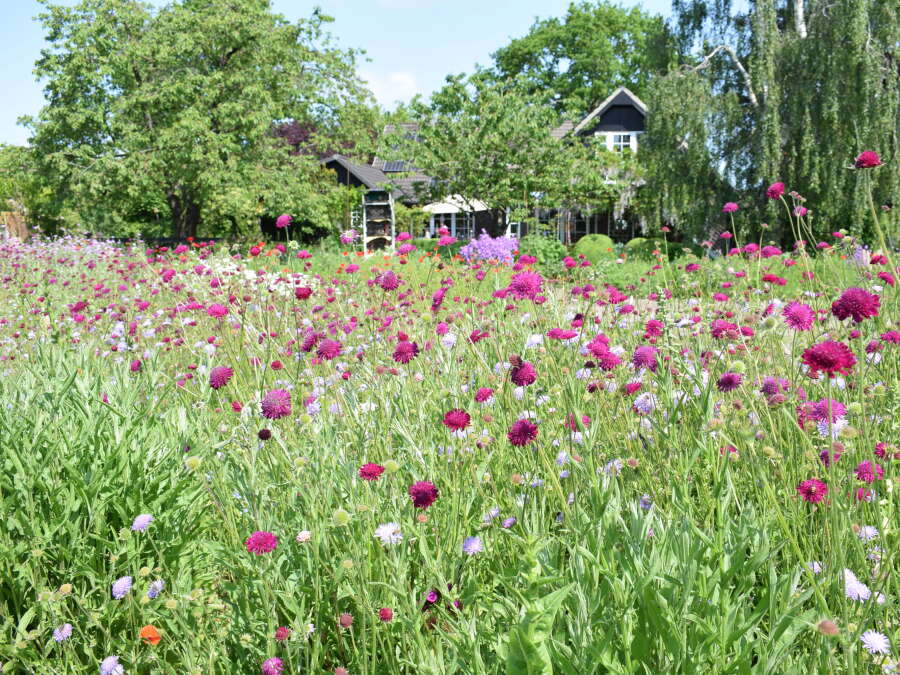 Wettbewerb „Naturnahe Gärten“ der NWZ Gartenzeit Aktueller Stand der