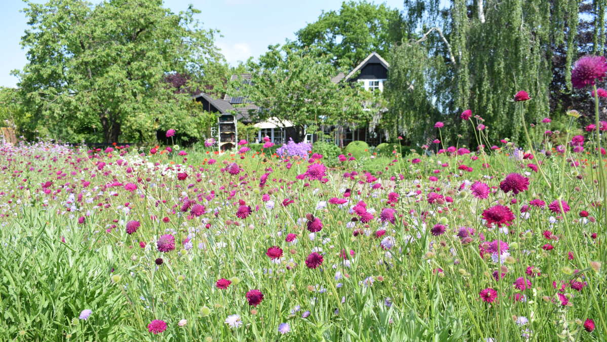 Wettbewerb „Naturnahe Gärten“ der NWZ Gartenzeit Aktueller Stand der
