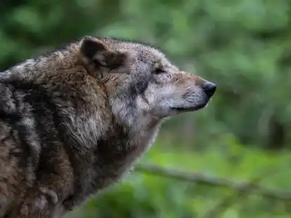 Geliebt, gef&uuml;rchtet: der Wolf