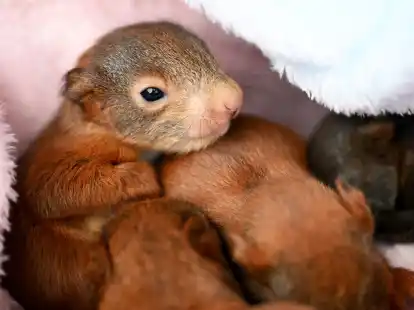 Wenige Tage alte Eichh&ouml;rnchen-Babys  in einer Eichh&ouml;rnchen-Auffangstation bei Bamberg. Ihre Mutter ist &uuml;berfahren worden.